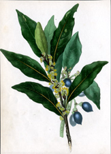 Antique Tree Print, circa 1860s